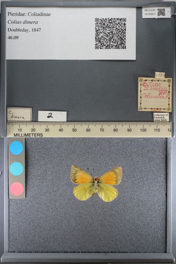 Media type: image;   Entomology 193817